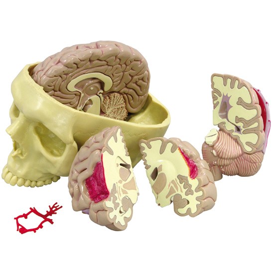 Brain