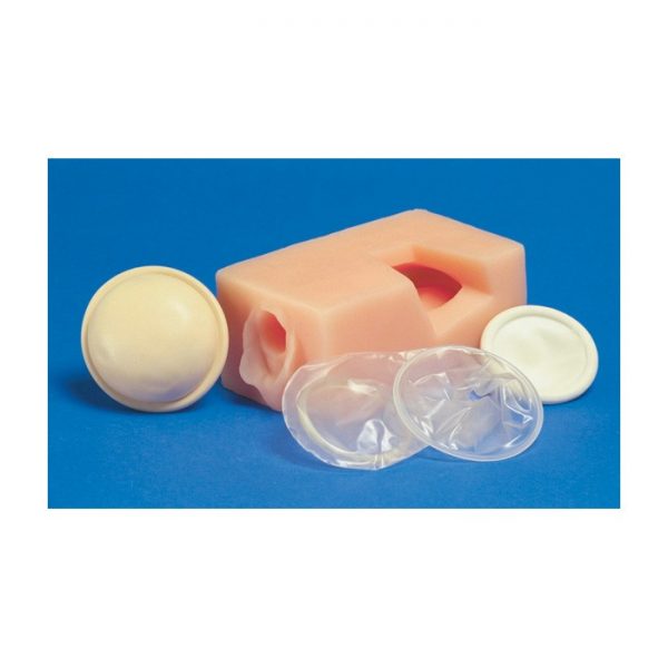  Female Pelvis Contraceptive Model