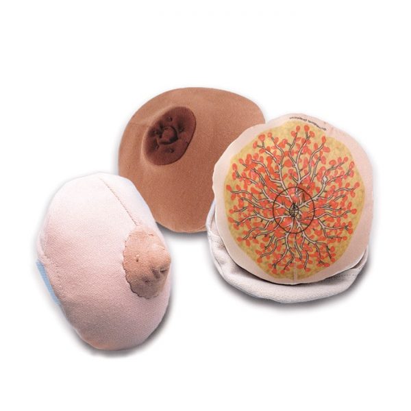  Cloth Breast Model Beige