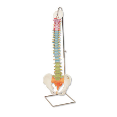 Didactic Flexible Spine