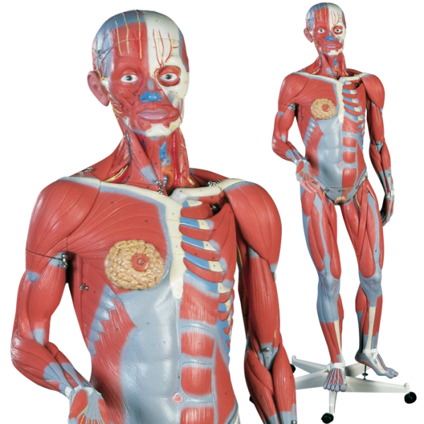 Dual Sex Muscle Figure, 45-part