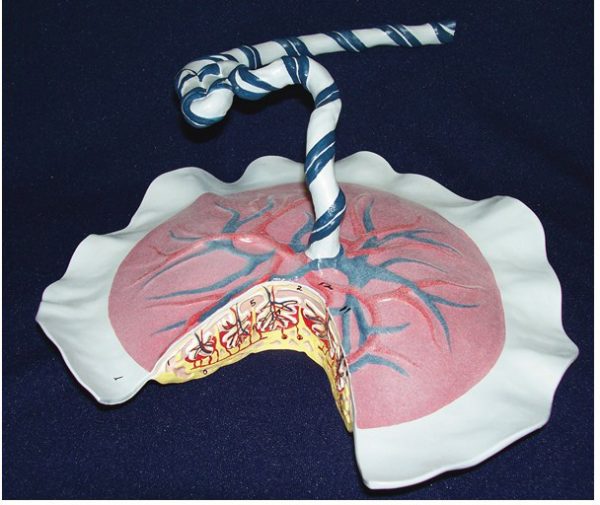  Placental Circulation Model