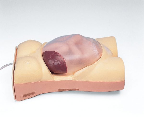Maternity Model TypeⅠ - Image 4