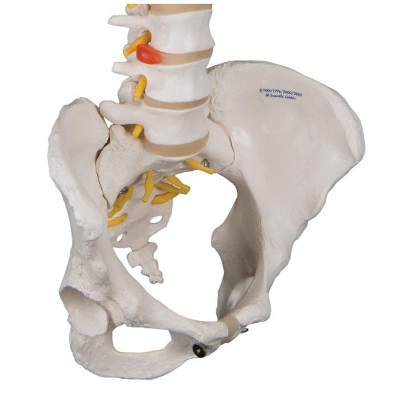 FLEXIBLE SPINE & PELVIS (FEMALE) A58/4 - Image 3